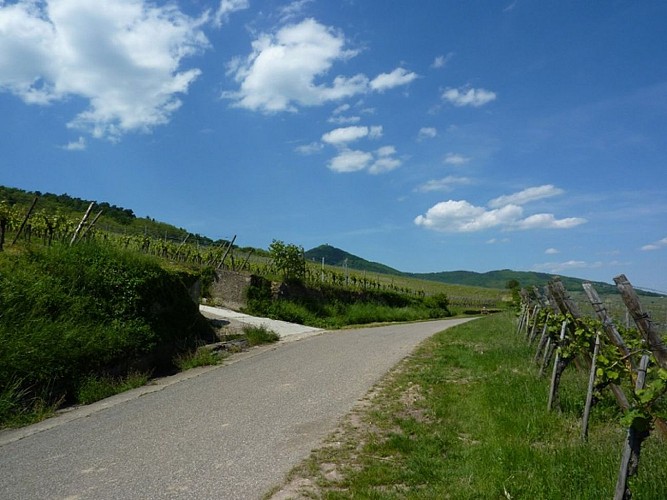 Winzerpfad des Grands Crus - Zellenberg