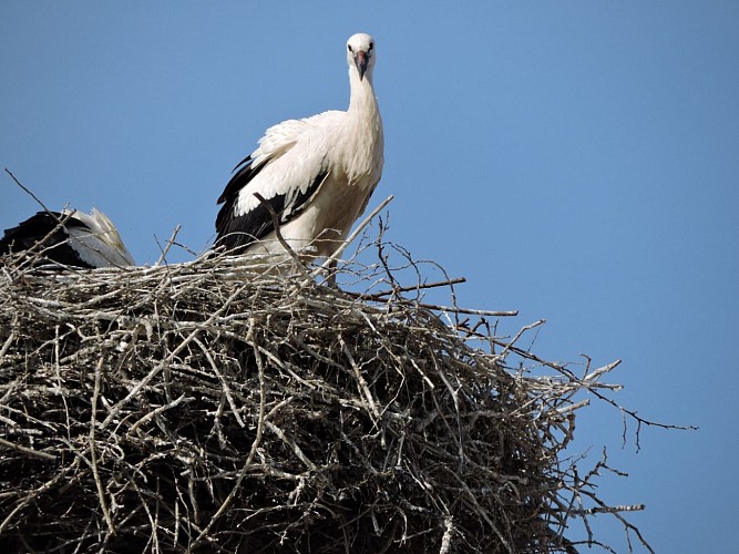 Cigognes à Molsheim