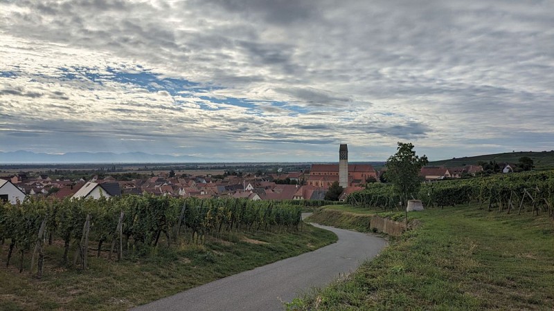 The Grand Cru Steinert walk