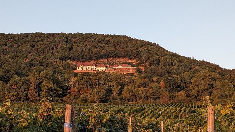 The Grand Cru Steinert walk