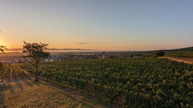La promenade du Grand Cru Steinert