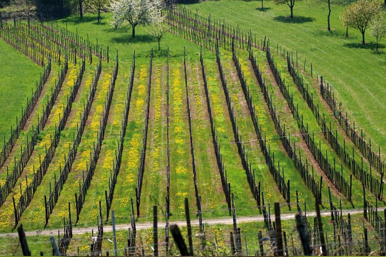 Circuit course à pied Mont National