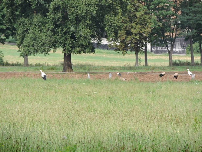 Les cigognes à proximité du Domaine Xavier Muller à Marlenheim