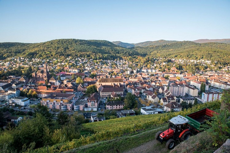 La ville de Guebwiller vue depuis le vignoble.
