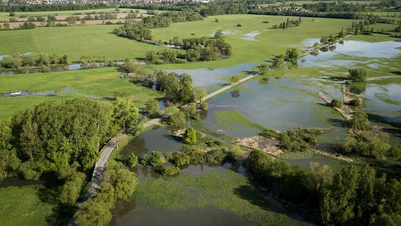 BL976 - Rhineland Jungle