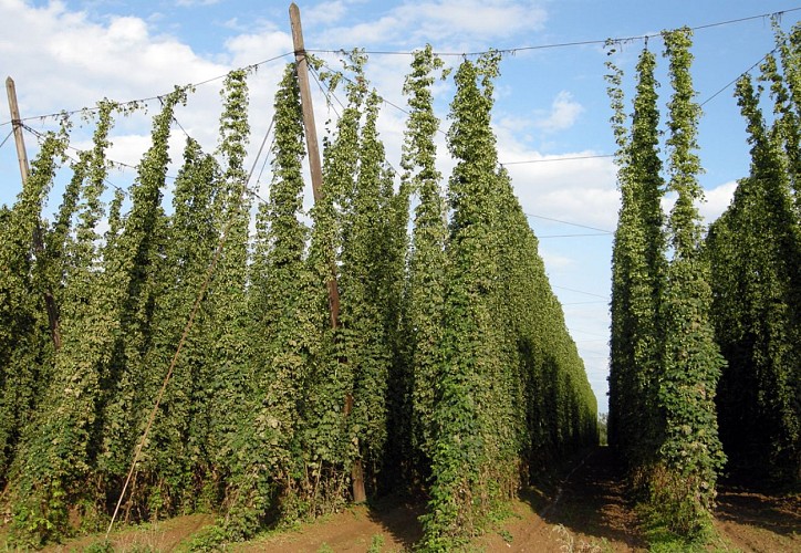 BL227 - Beer and hops