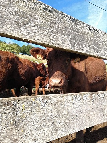 Les animaux à l'Auberge du Mlokenrain