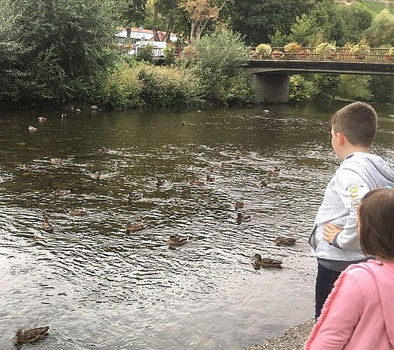 Les canards dans la rivière 'La Thur'