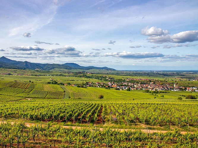 Circuit cyclo - Kaysersberg - Eguisheim - Colmar