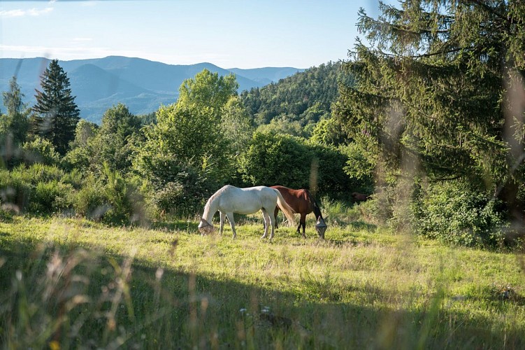 Reiterweg zu den Burgen 1