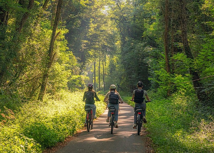 Cyclistes dans la forêt en Alsace Verte