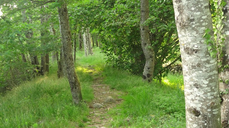 Marche santé Sentheim, sentier de la Doller