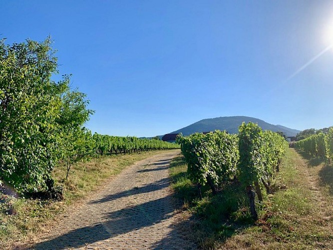 Vignoble de Wuenheim