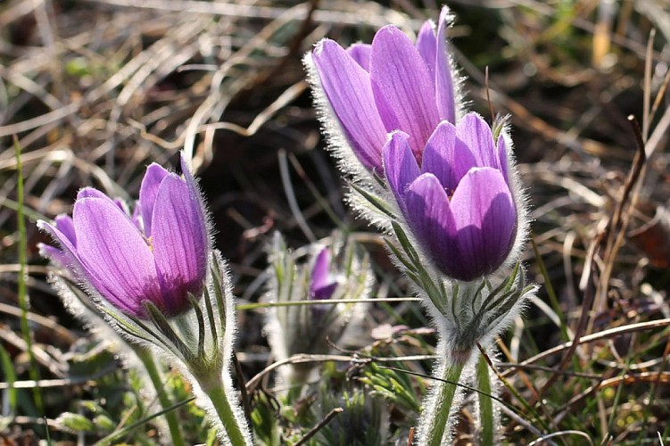 Weinlehrpfad von Westhalten (Strangenberg)