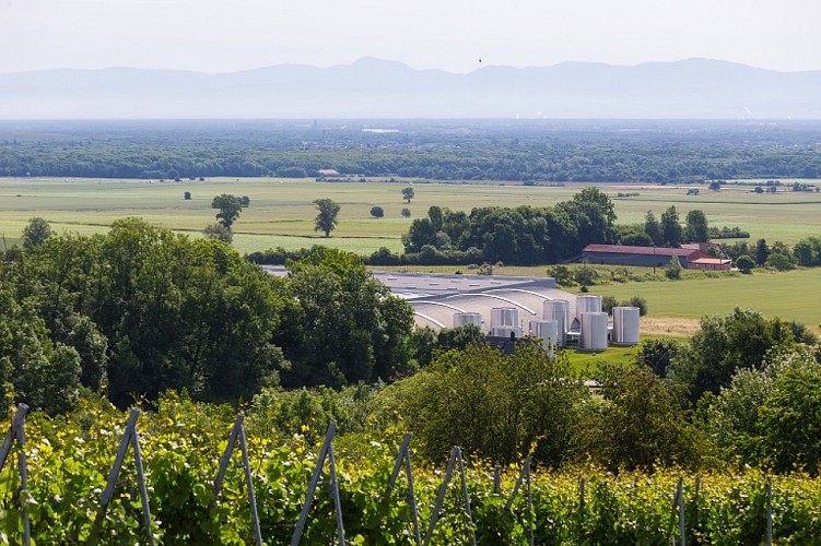 Vignoble de Wattwiller et vue sur les Grandes Souces de Wattwiller
