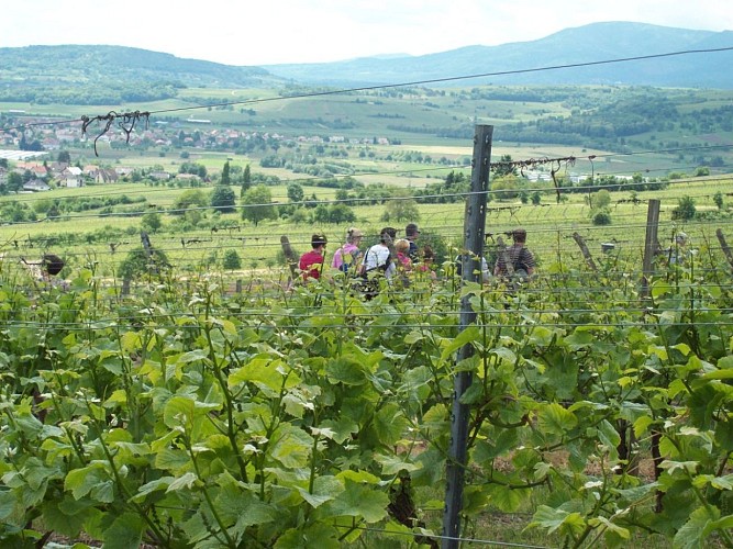 Randonnée du Trötele - circuit de Bacchus à Molsheim