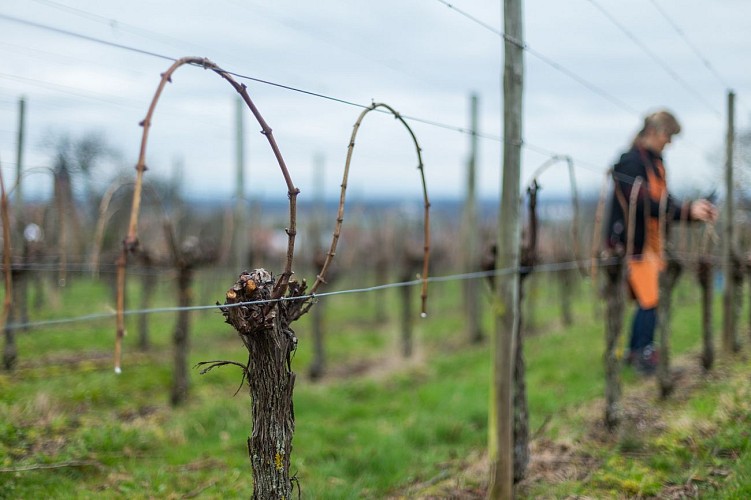 Le liage de la vigne