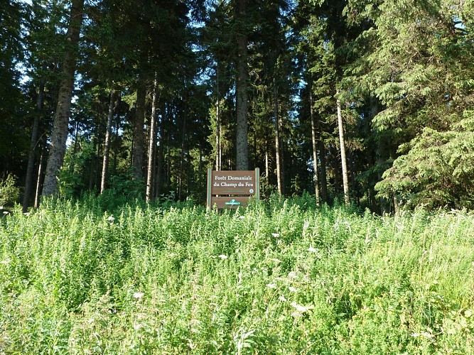 Hiking trail CDF05: The Edelweiss rock