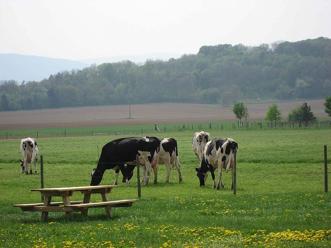 Circuit cyclo Vers la balade sucrée d'Erstein à Dorlisheim