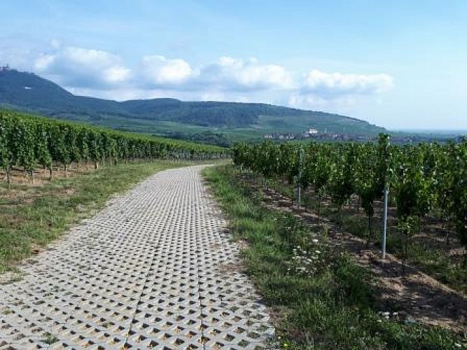 Fahrradtour: Weinbaulandschaften am Fuße der Hohkönigsburg
