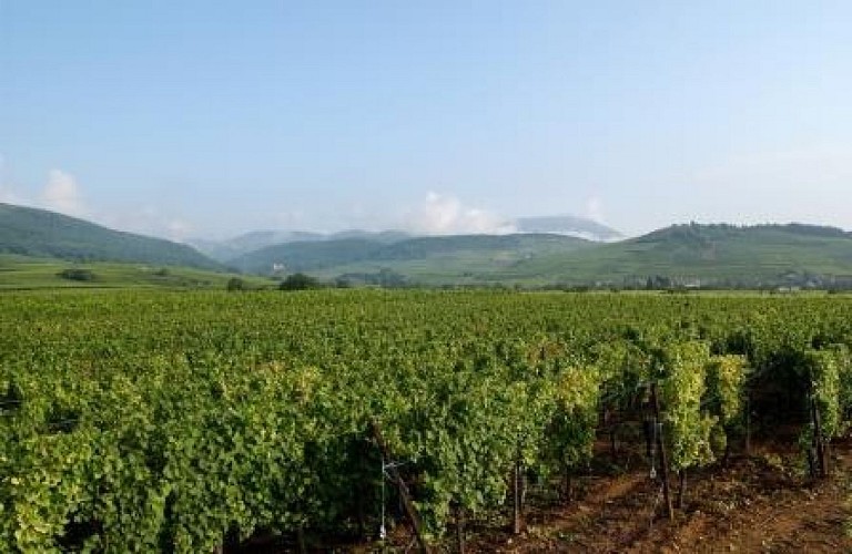 Parcours vélo : Paysages viticoles au pied du Haut-Kœnigsbourg