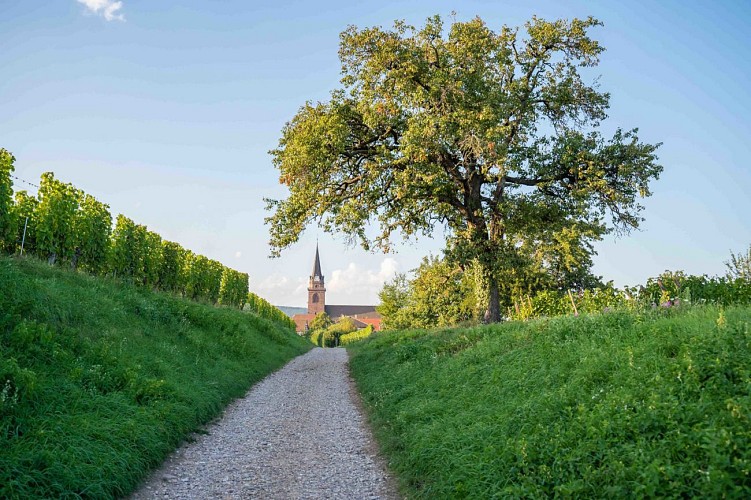 Radtour: Entdeckung des Weinbergs zwischen Ribeauvillé und Berghem