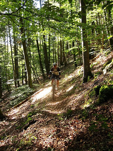 Le vallon du Steinbach