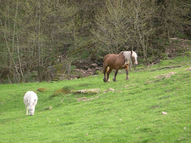 Balade ferme-auberge Entzenbach : sur les traces d'un patrimoine rural