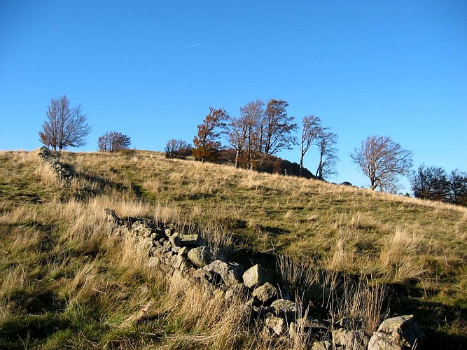 Les chaumes du Thannerhubel