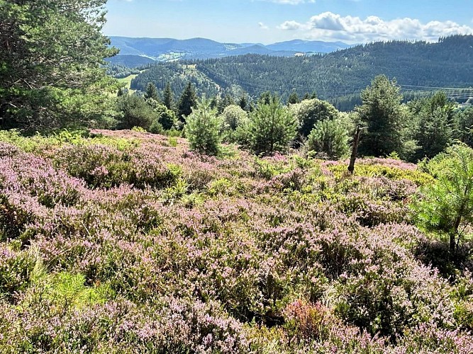 Wanderung - Surcenord von Gazon l'Hôte