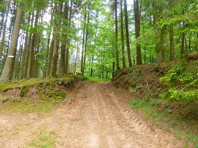 Ne pas se tromper ici, prendre le chemin qui monte à droite, et pas celui de gauche, pour voir la sapinière.