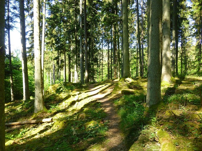 Le sentier forestier, à proximité de la Heidenkirche