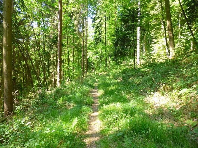 Un sentier forestier de toute beauté