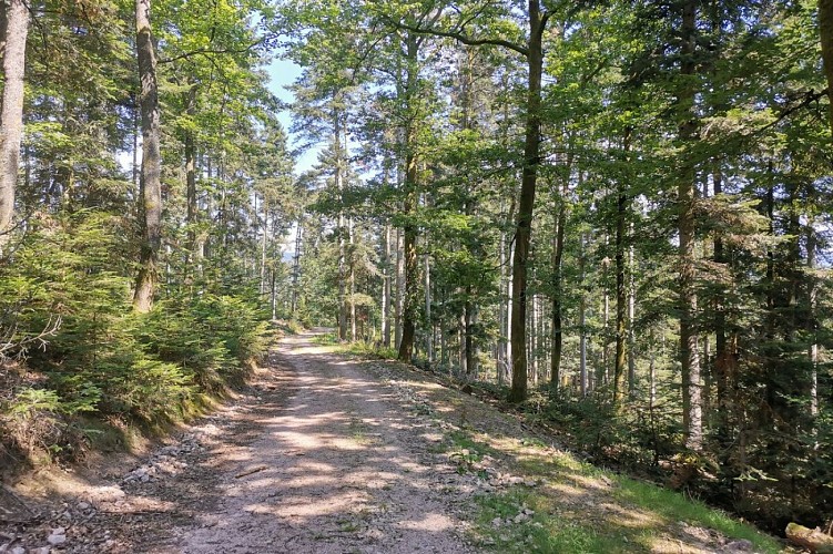 Randonnée - Le Klosterwald et le château du Honcourt