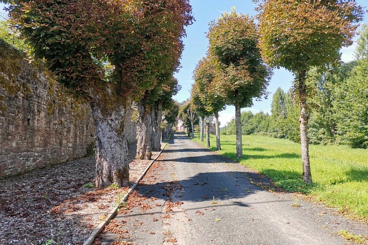 Randonnée - Le Klosterwald et le château du Honcourt
