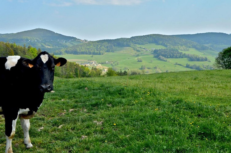 Wandeung - zur Tour de Faudé von Orbey aus