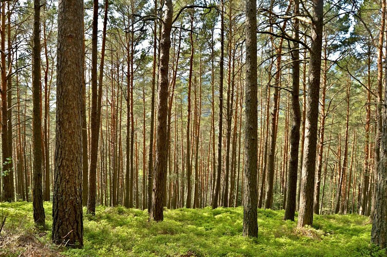 Hiking tour - to the tour de Faudé from Orbey