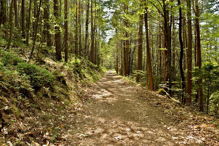 Hiking tour - to the tour de Faudé from Orbey
