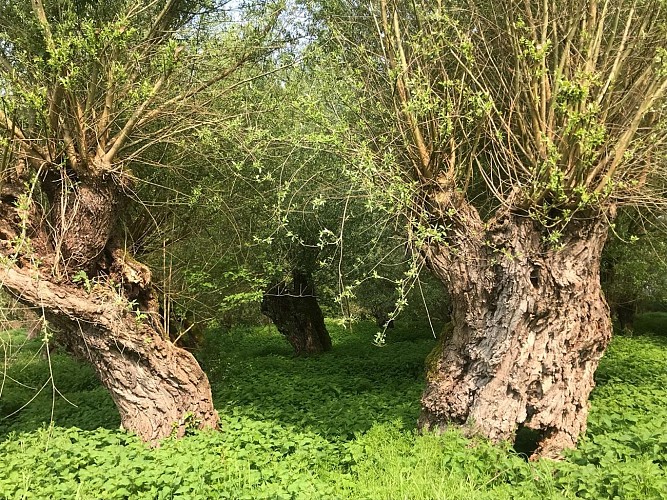 Walking tour: beaver walk