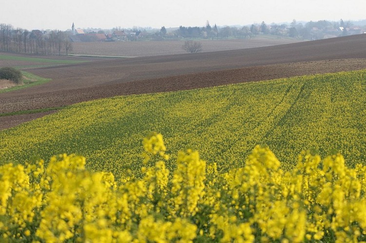 Wanderung : Circuit Panoramique