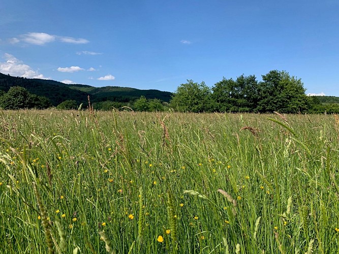 Les champs et les Vosges