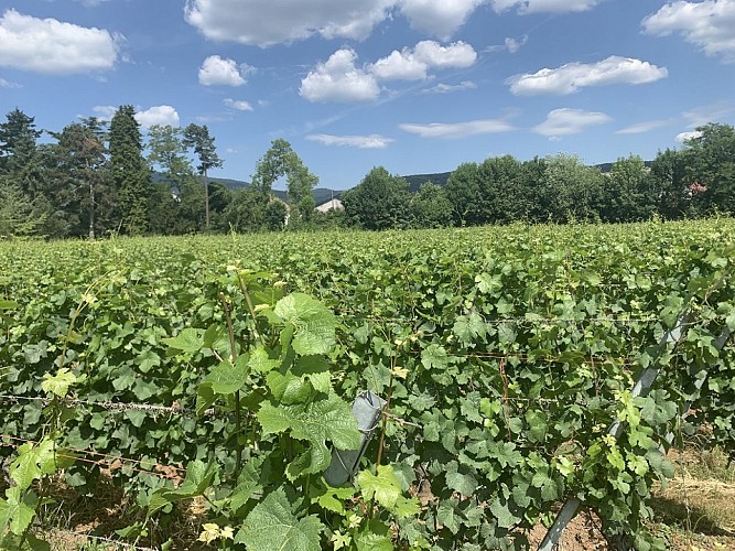 Le vignoble de Wuenheim