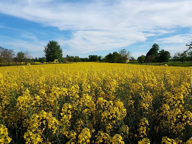 Rundwanderweg: die Apfeltour