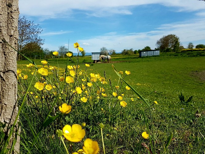 Rundwanderweg: die Apfeltour