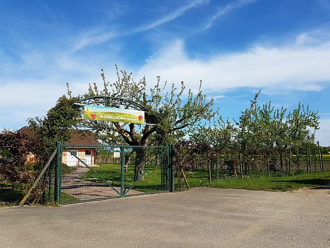 Walking tour: the apple tour