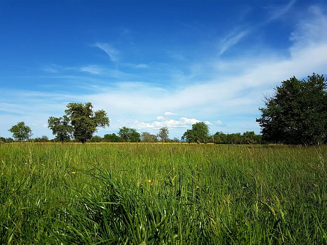 Walking tour: the apple tour