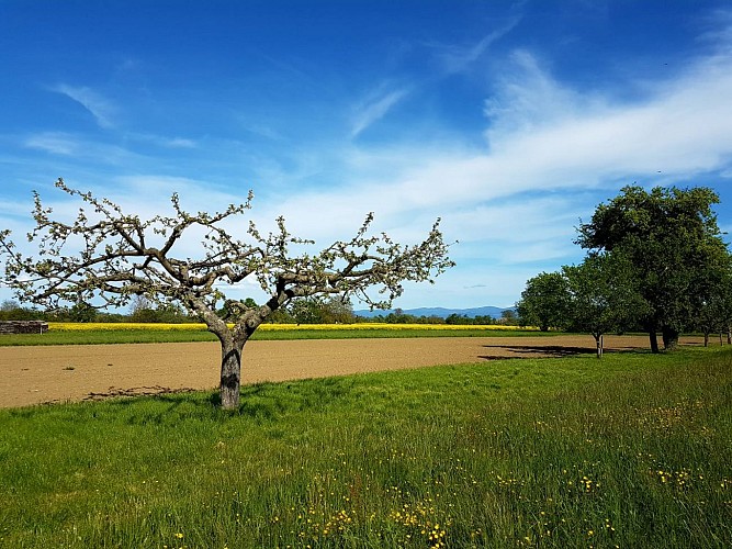 Circuit pédestre : le circuit de la pomme