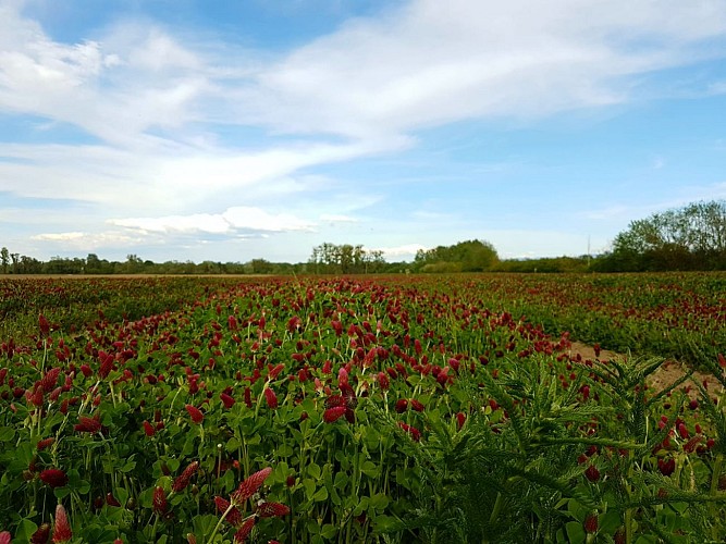 Circuit pédestre : le circuit de la pomme