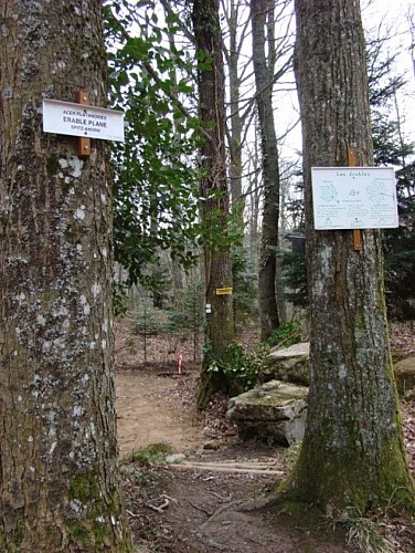 Les arbres et les panneaux explicatifs du sentier du Hirtz
