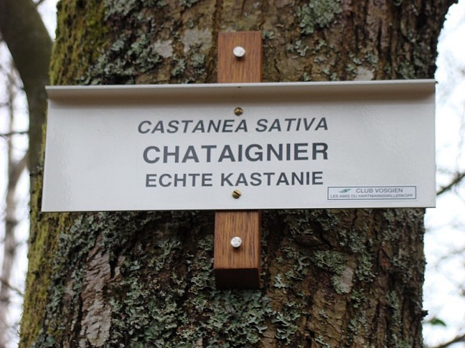 Panneau explicatif essence des arbres